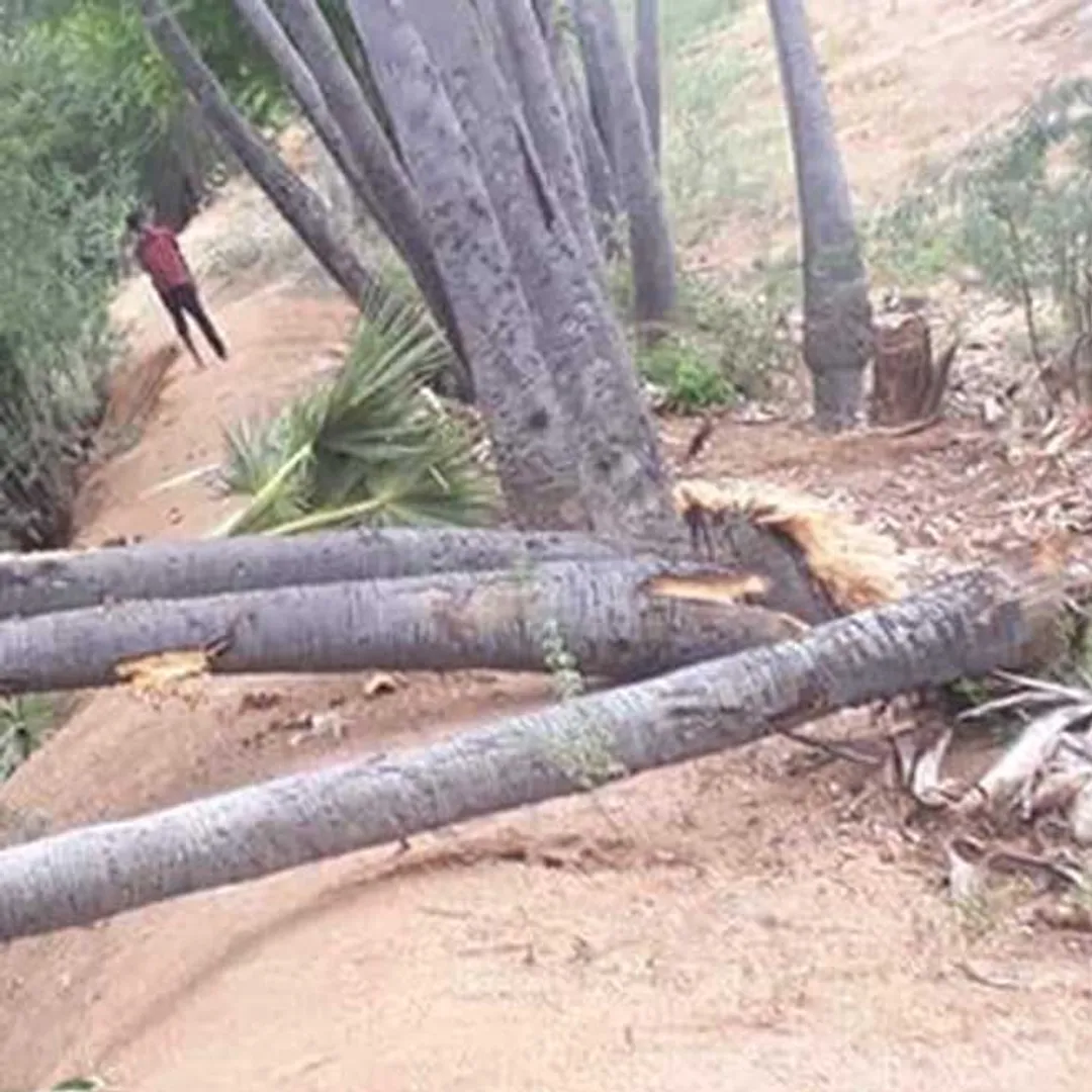 tree sm